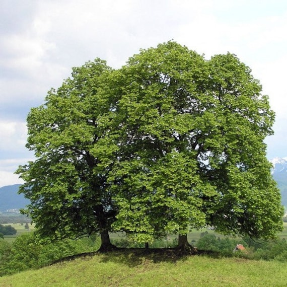 Littleleaf Linden Tree Seeds (tilia Cordata) 20+seeds - Etsy
