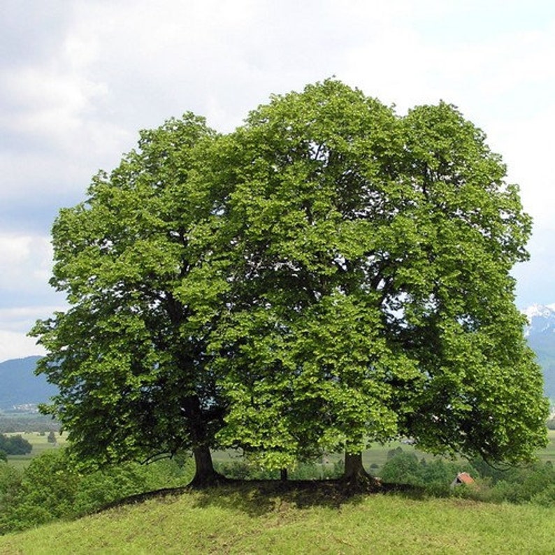 Littleleaf Linden Tree Seeds Tilia cordata 20Seeds image 2