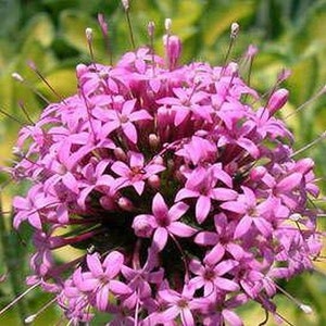 Crossworts Pretty Pink Flower Seeds Crucianella Phuopsis Stylosa 50Seeds image 3