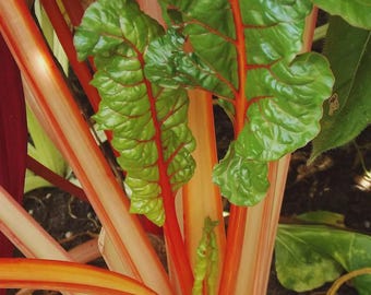 Semillas de acelga naranja (Beta vulgaris) +25 semillas