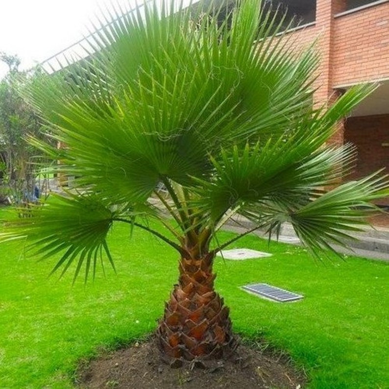 Mexican Fan Palm Seeds Washingtonia robusta 10Seeds image 2