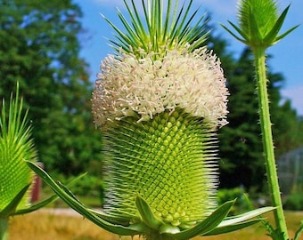 Fullers Teasel Plant Seeds (Dipsacus Sativus) 50+Seeds