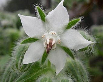 Borage Starflower White Flower Seeds (Borago Officinalis Bianca) 50+Seeds