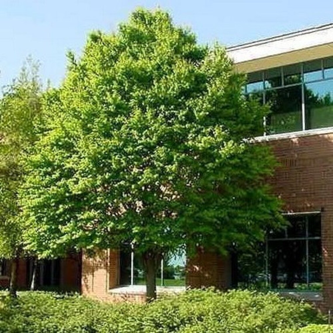 Katsura Tree Seeds cercidiphyllum Japonicum 50seeds Etsy Canada