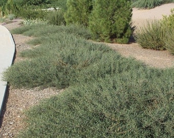 Desert Carpet Acacia Seeds (Acacia redolens prostrata) 20+Seeds