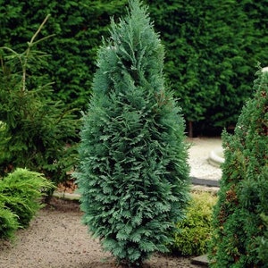 Port Orford Cedar Tree Seeds Chamaecyparis lawsoniana 30Seeds image 2