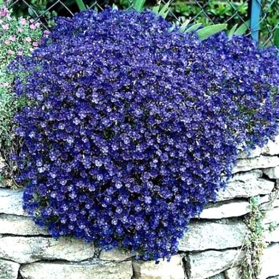 30 Sementes De Purple Rock Cress Cascade Blue - Agrião Das Rochas Aubrieta Deltoides Flor Panc