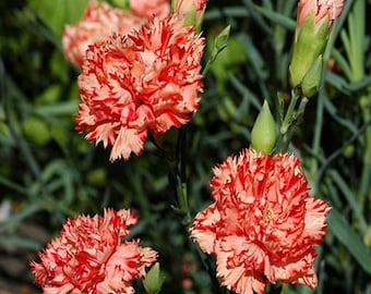 Carnation Chabaud Flower Seeds (Dianthus Caryophyllus) 50+Seeds