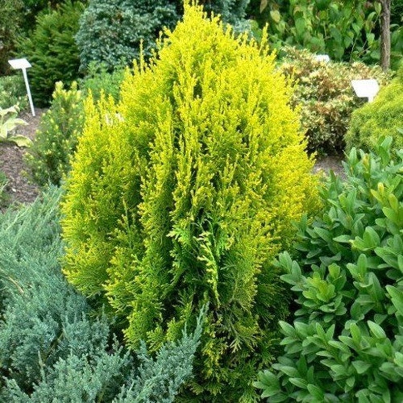 Platycladus orientalis aurea nana variegata
