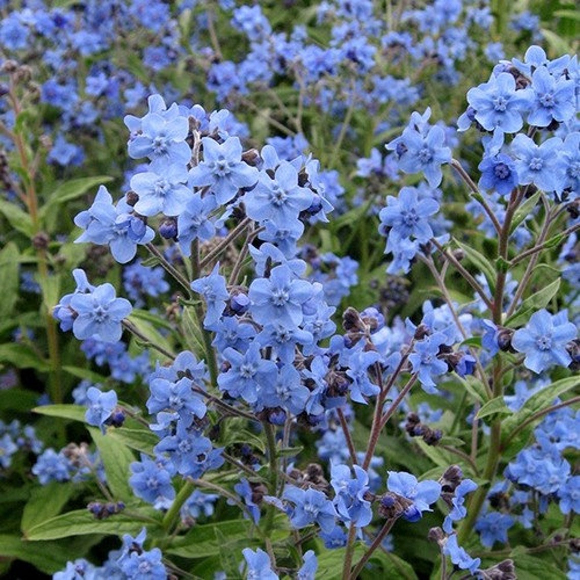 Chinese Me Not Blue Flower Seeds Cynoglossum Amabile Etsy