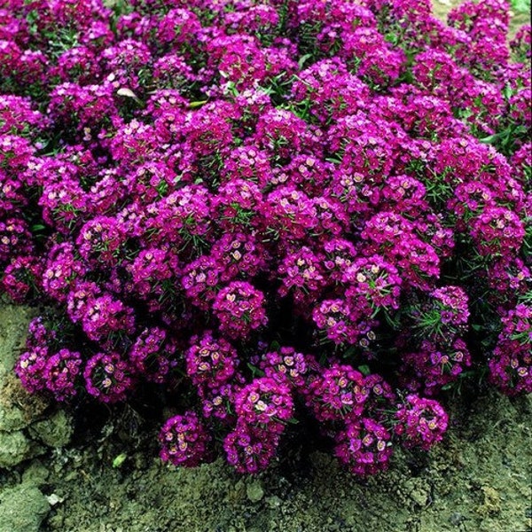 Alyssum Oriental Nights Flower Seeds (Lobularia Maritima) 200+Seeds