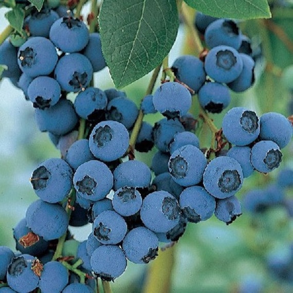 British Columbia Highbush Blueberry Plant High Yielding Blueberries 50 Seeds 