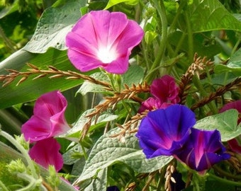 Morning Glory Fieldgrown Mix Flower Seeds (Ipomoea Purpurea) 20+Seeds