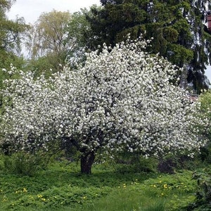 European Crab Apple Tree Seeds Malus sylvestris 15Seeds image 3