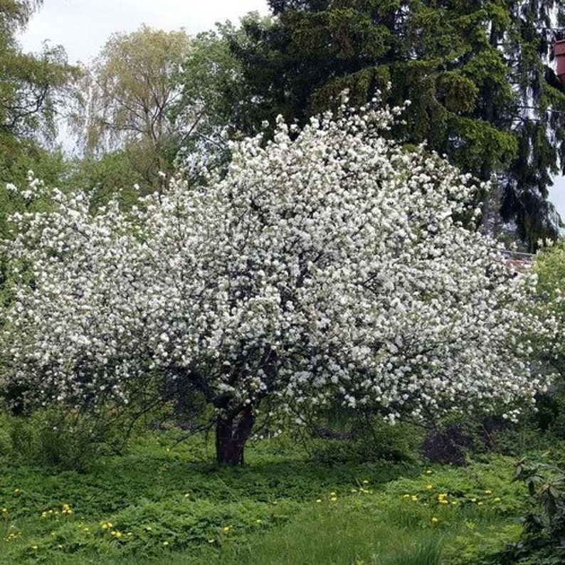 European Crab Apple Tree Seeds Malus sylvestris 15Seeds image 3