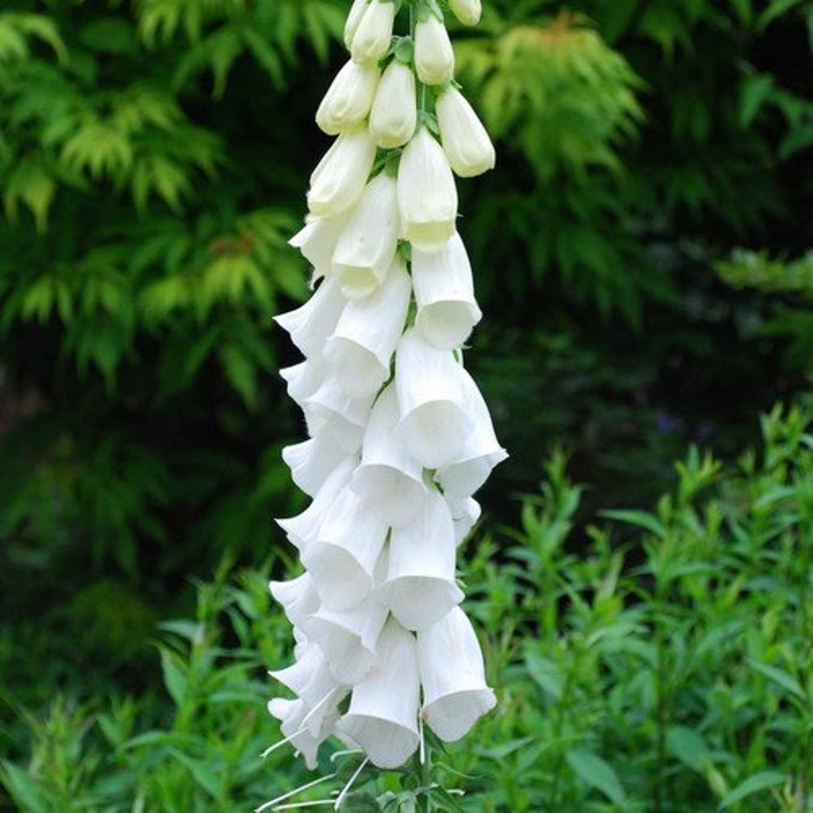 Foxglove White Cloud Flower Seeds digitalis Purpurea Alba Etsy