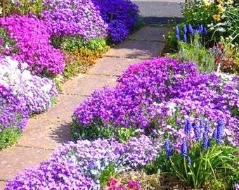 Rockcress Royal Mix Flower Seeds (Aubrieta Hybrida) 100+Seeds