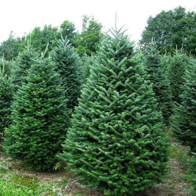 Balsam Fir Tree Seeds Abies balsamea 25Seeds image 3