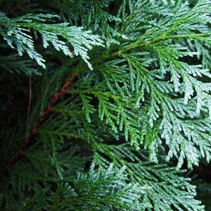 Port Orford Cedar Tree Seeds Chamaecyparis lawsoniana 30Seeds image 3