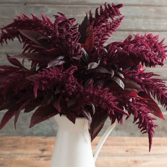 Amaranthus Red Spike Seeds Amaranthus Cruentus 0 Seeds Etsy
