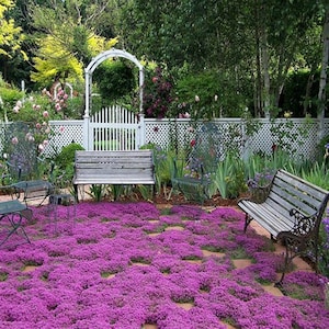 Creeping Thyme Magic Carpet Seeds (Thymus Serpyllum) 100+Seeds