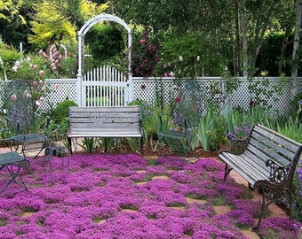 Creeping Thyme Magic Carpet Seeds (Thymus Serpyllum) 100+Seeds