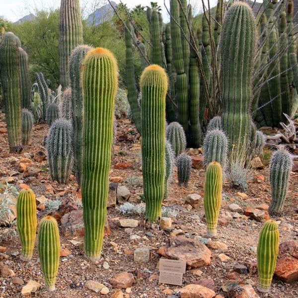 Giant Saguaro Cactus Seeds (Carnegiea gigantea) 25+Seeds