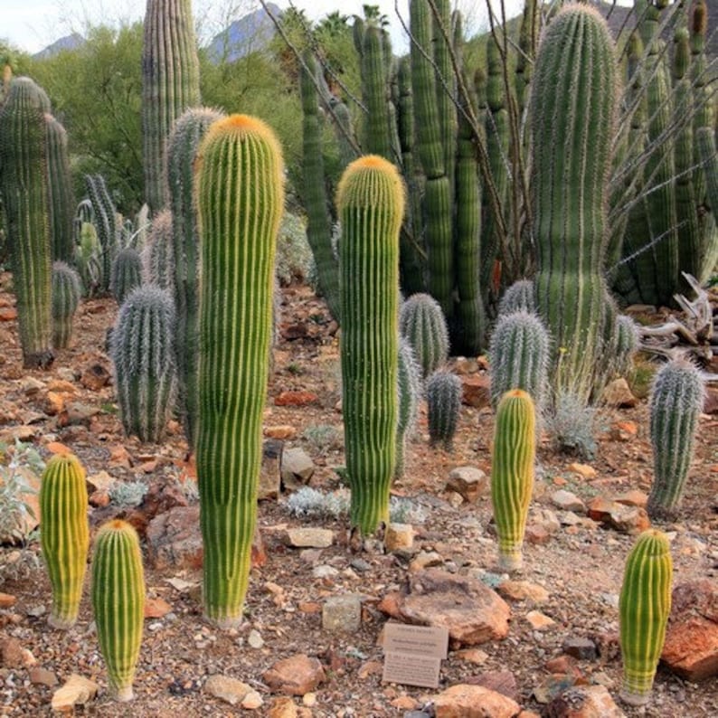 Giant Saguaro Cactus Seeds Carnegiea gigantea 25Seeds image 1