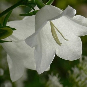 Bellflower White Flower Seeds Campanula Carpatica White 200Seeds image 1