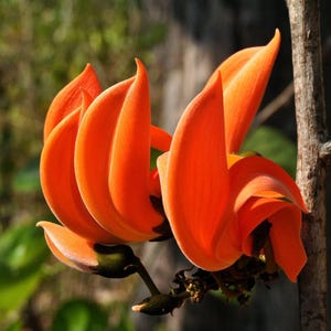 May include: Close-up of vibrant orange flowers with curved petals. The flowers are in full bloom, showcasing their bright color against a blurred green and brown background. A small branch is visible, adding to the natural aesthetic.