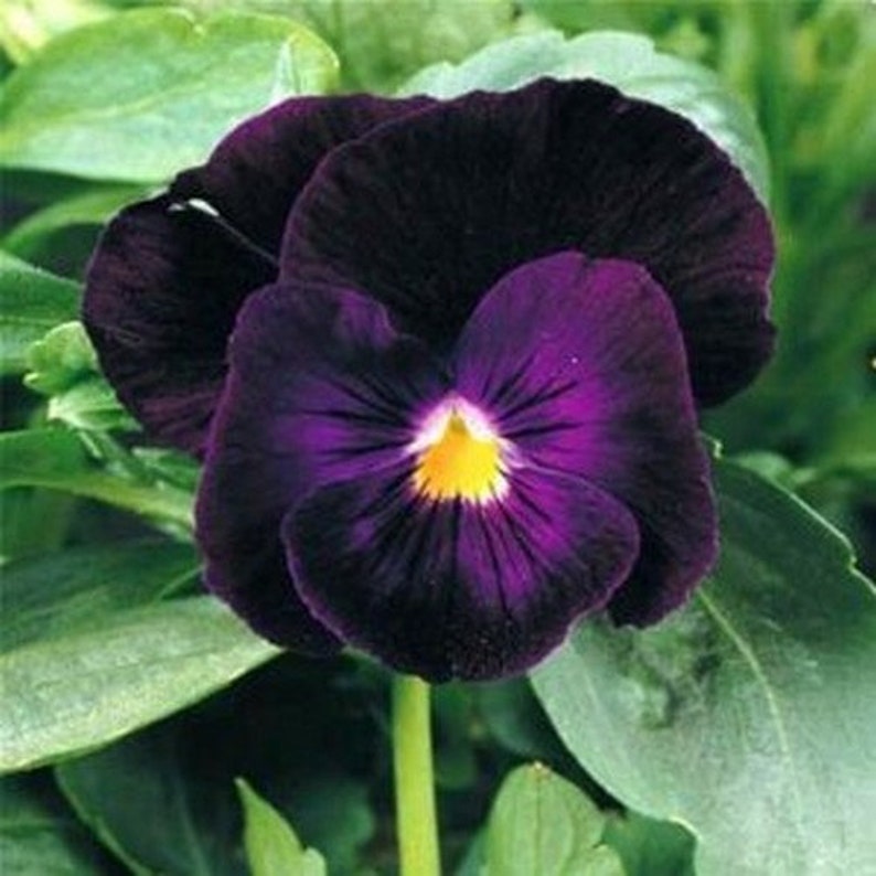 thumbnail image 2 of Pansy, Swiss Giant Silverbride (Viola Wittrockiana) - 50 Seeds - Seed Therapy – Southern Seeds 2 of 12