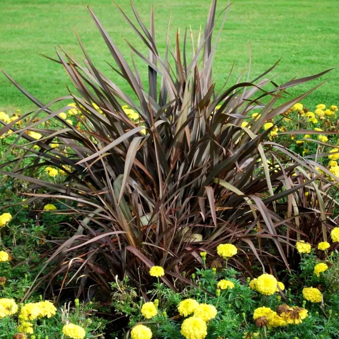Phormium Purpureum Ornamental Grass Seeds (new Zealand Flax) 10+