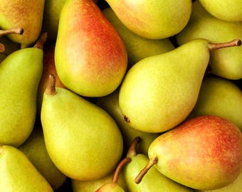 European Pear Tree Seeds (Pyrus communis) 15+Seeds