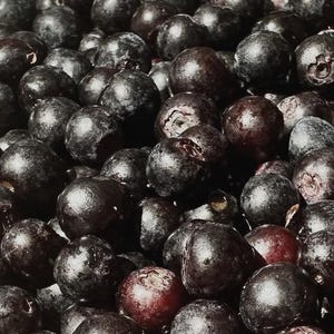Evergreen Huckleberry Bush Seeds (Vaccinium Ovatum) 25+Seeds