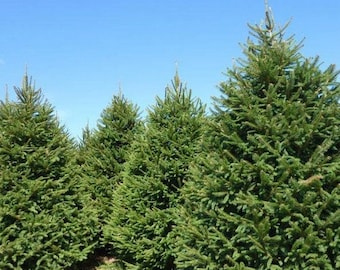 Norway Spruce Tree Seeds (Picea abies) 20+Seeds