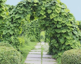 Dutchman's Pipe Vine Seeds (Aristolochia durior) 15+Seeds