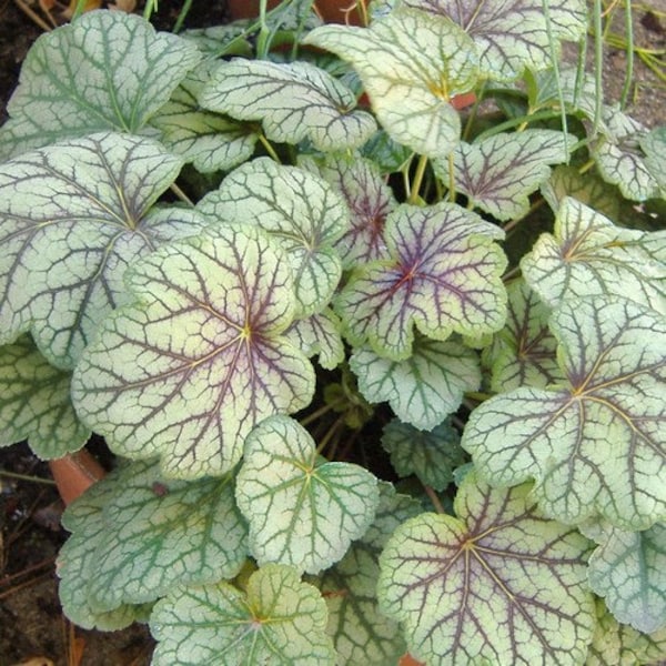 Heuchera 'Midnight Rose' - Heuchère