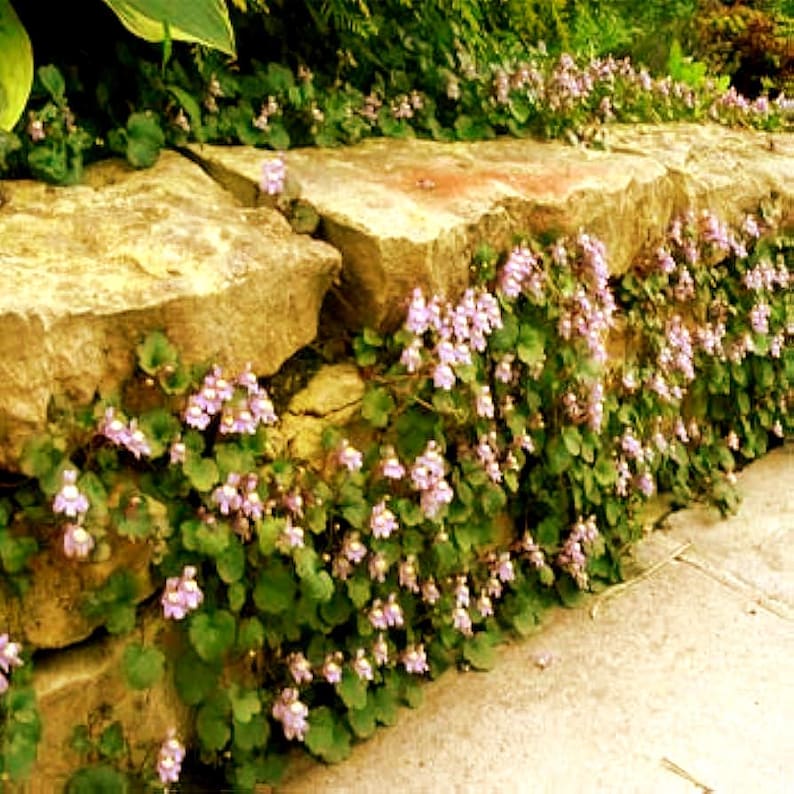Kenilworth Ivy Seeds (Cymbalaria Muralis) 200+Seeds image 1