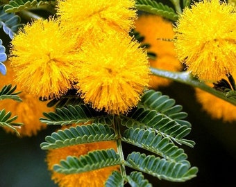 Golden Mimosa Tree Seeds (Acacia Baileyana) 20+Seeds