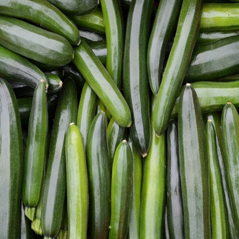 May include: A close-up of a pile of fresh, dark green zucchini. The zucchini are arranged in a random pattern, with some overlapping.