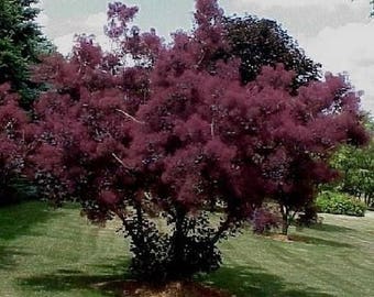 Purple Smoke Tree Seeds (Cotinus coggygria Purpureus) 20+Seeds