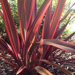 Phormium New Hybrids Ornamental Grass Seeds New Zealand Flax 10Seeds image 2