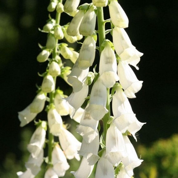 Foxglove White Cloud Flower Seeds Digitalis Purpurea Alba Etsy