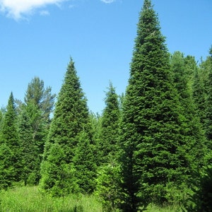 Balsam Fir Tree Seeds Abies balsamea 25Seeds image 2