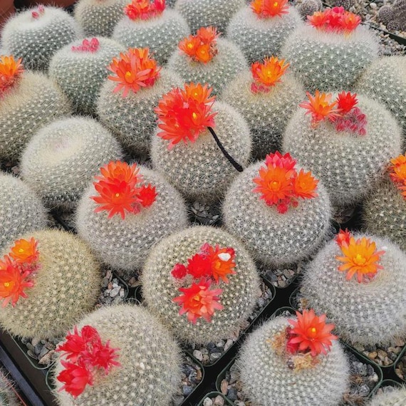 【keisuke.cacti】 Opuntiarufida_1024x1024.png?v=