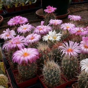 Glory of Texas Cactus Seeds Thelocactus bicolor 20Seeds image 1