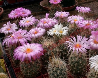 Glory of Texas Cactus Seeds (Thelocactus bicolor) 20+Seeds