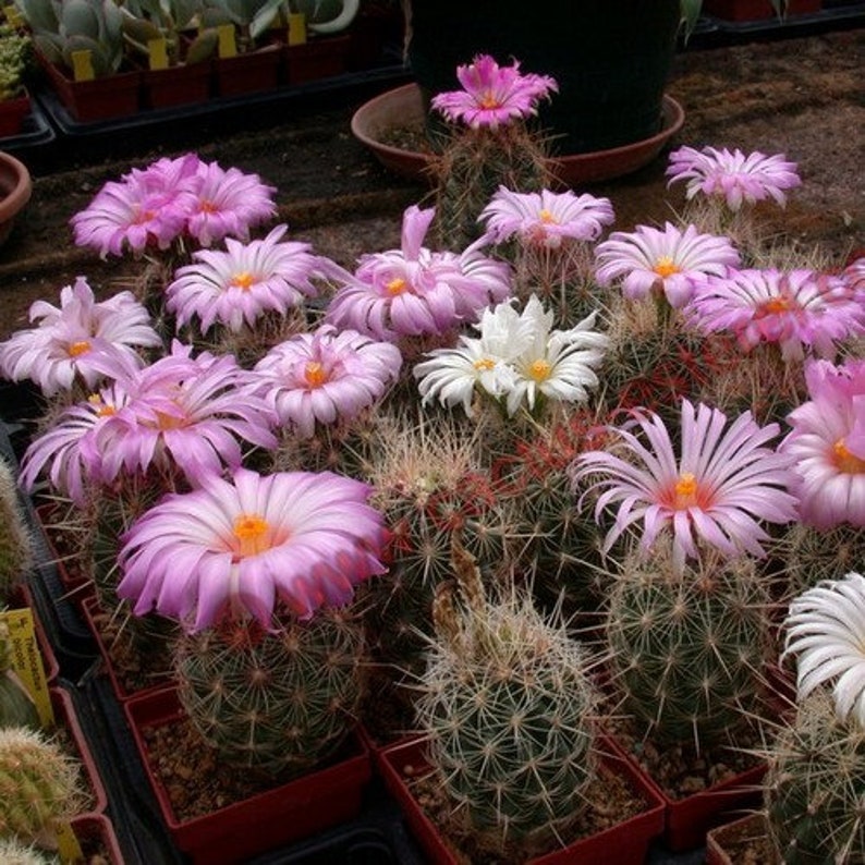 Glory of Texas Cactus Seeds Thelocactus bicolor 20Graines image 1