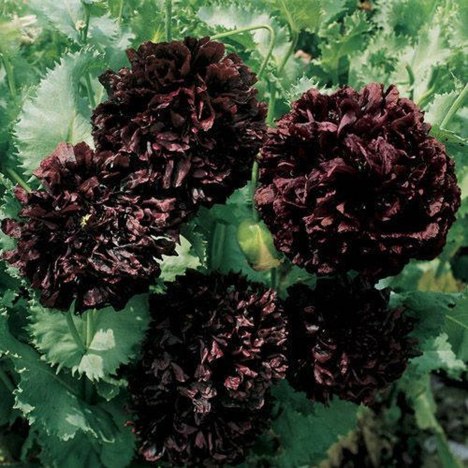 Peony Black Flower Seeds papaver Paeoniflorum 100seeds Etsy