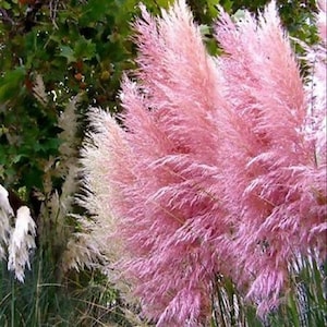 Pampas Pink Ornamental Grass Seeds (Cortaderia selloana) 50+Seeds